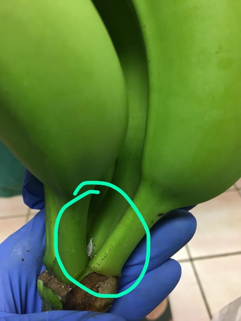 Figure 2: Intercepted live adult mealybug, banana shipment, 2019 