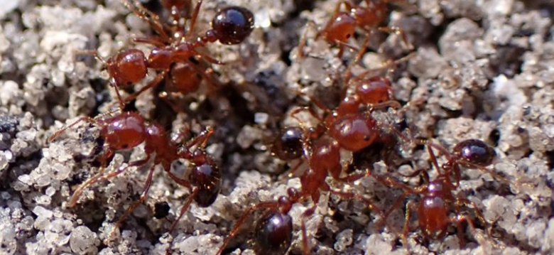 FIRE ANTS